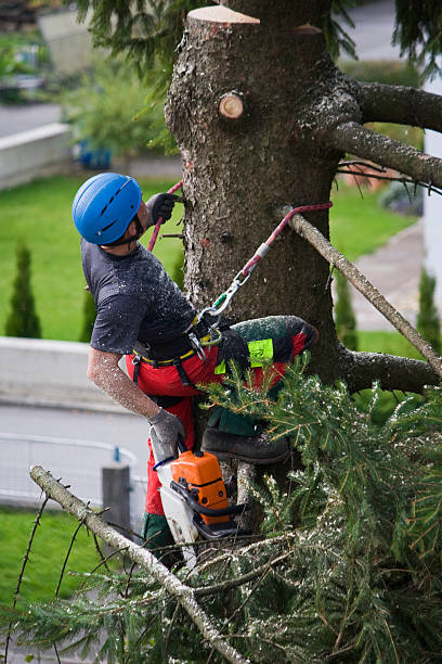 Best Seasonal Cleanup (Spring/Fall)  in Pion Hills, CA